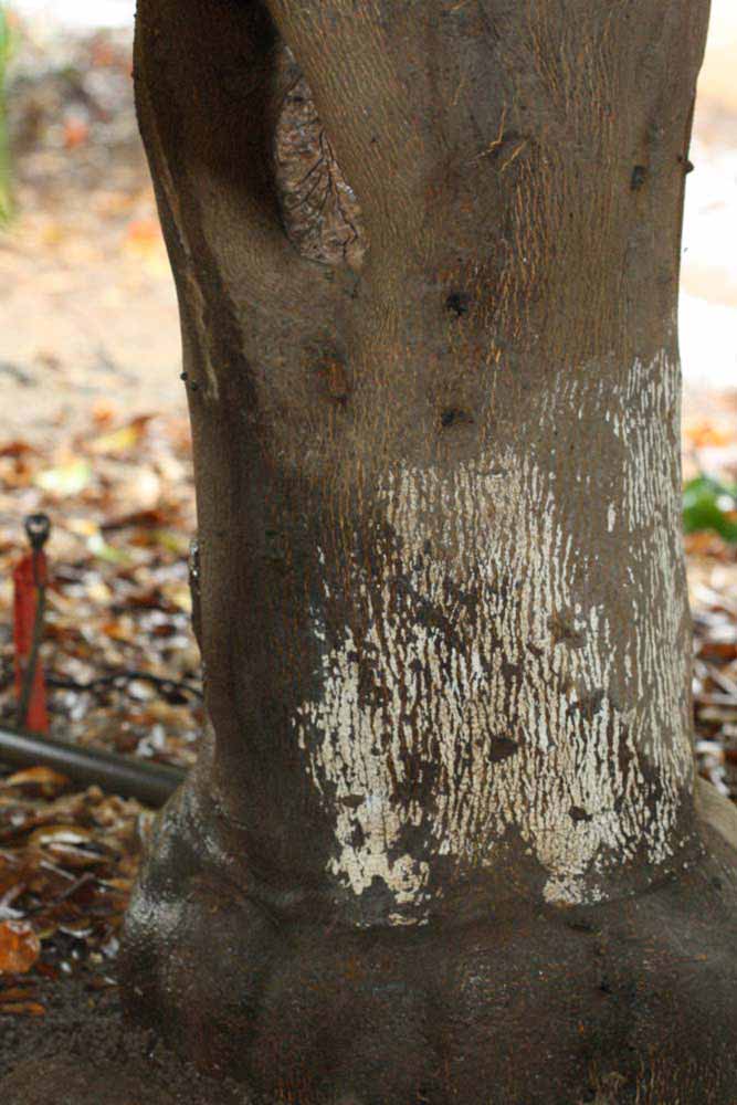            Bark (Riverside, CA)   